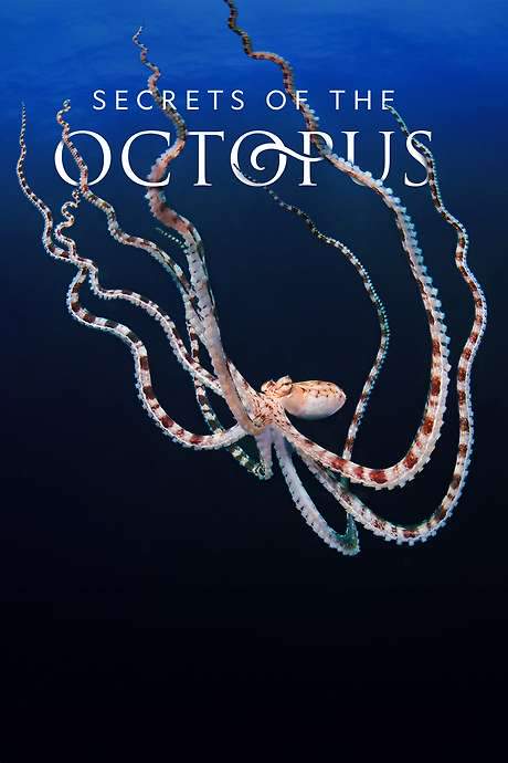 Secrets of the Octopus